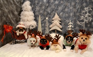 e christmas card XMdb